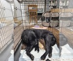 Small Photo #1 Labrador Retriever Puppy For Sale in MOUNT UNION, PA, USA
