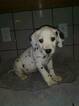 Small Photo #14 Dalmatian Puppy For Sale in DELANO, CA, USA