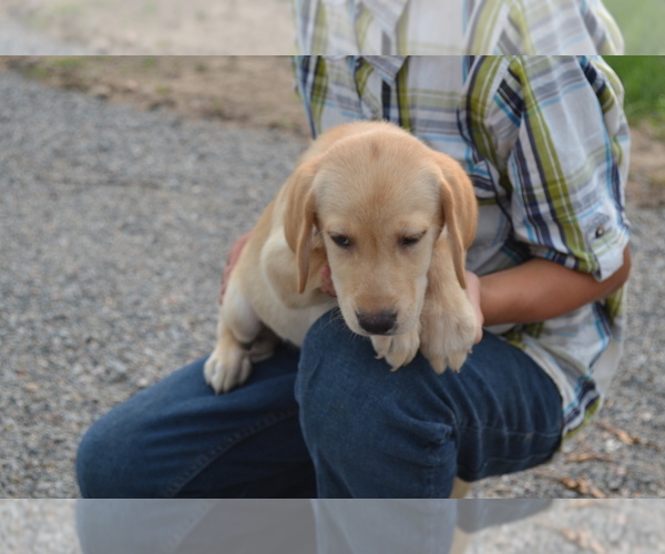 Medium Photo #4 Labrador Retriever Puppy For Sale in GREENWOOD, WI, USA
