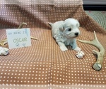 Small Photo #5 Maltipoo (Miniature) Puppy For Sale in BROOKFIELD, MO, USA