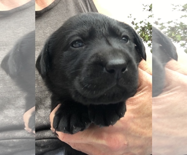 Medium Photo #2 Labrador Retriever Puppy For Sale in TAYLORSVILLE, NC, USA