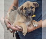 Small #3 American Staffordshire Terrier-Pomeranian Mix