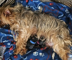 Yorkshire Terrier Puppy for Sale in IOLA, Wisconsin USA