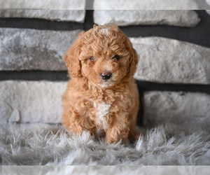 Poodle (Toy) Puppy for sale in MILLERSBURG, OH, USA
