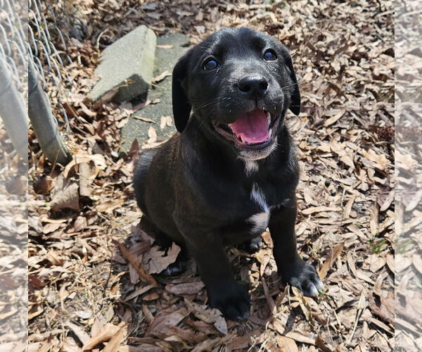 Medium Photo #3 Mutt Puppy For Sale in Thomasville, NC, USA