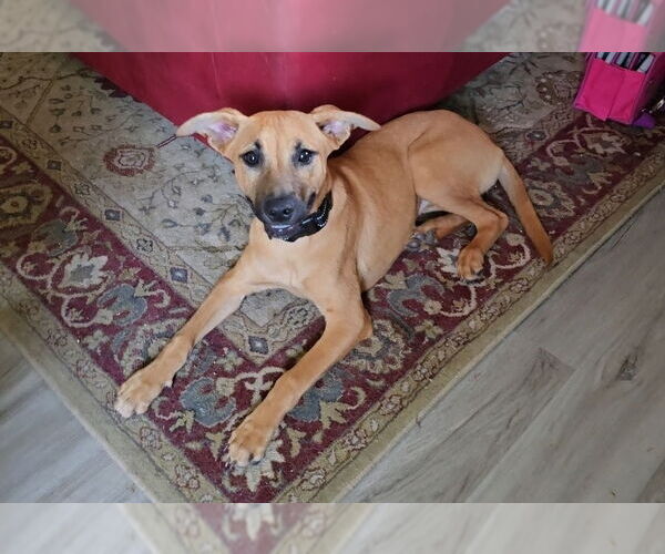 Medium Photo #2 Huskies -Labrador Retriever Mix Puppy For Sale in McDonough, GA, USA