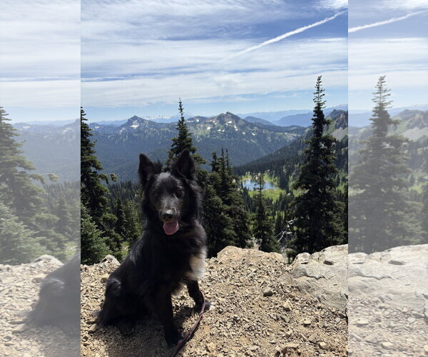 Medium Photo #1 Border Collie-Unknown Mix Puppy For Sale in Bellevue, WA, USA