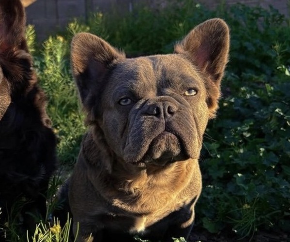 Medium Photo #1 French Bulldog Puppy For Sale in QUEEN CREEK, AZ, USA