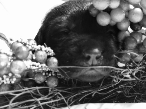 Medium Photo #17 Labrador Retriever Puppy For Sale in MANTECA, CA, USA