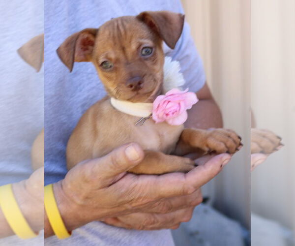 Medium Photo #2 Chug Puppy For Sale in Bandera, TX, USA