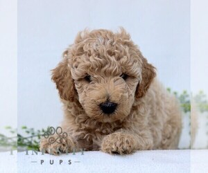 Goldendoodle (Miniature) Puppy for sale in LANCASTER, PA, USA