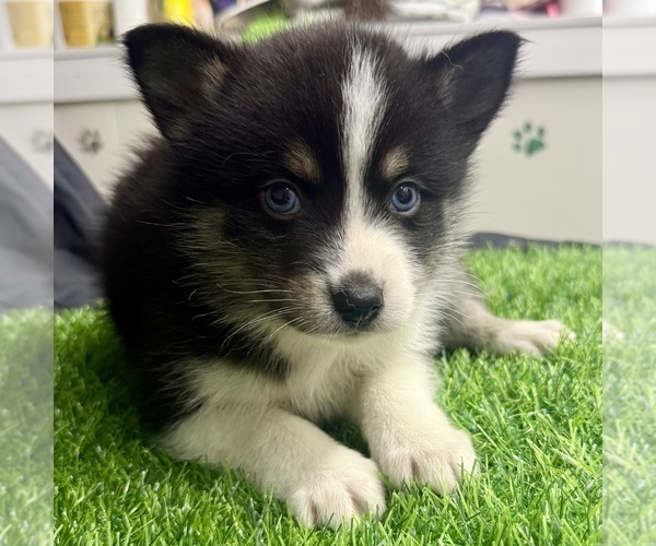 Medium Photo #5 Pomsky-Shiba Inu Mix Puppy For Sale in NASHUA, NH, USA
