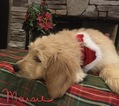 Small Photo #12 Goldendoodle Puppy For Sale in EAST ELLIJAY, GA, USA