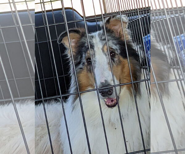Medium Photo #2 Collie Puppy For Sale in Pueblo West, CO, USA