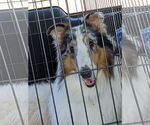Small #1 Collie