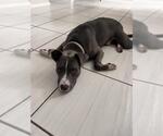 Small American Staffordshire Terrier Mix