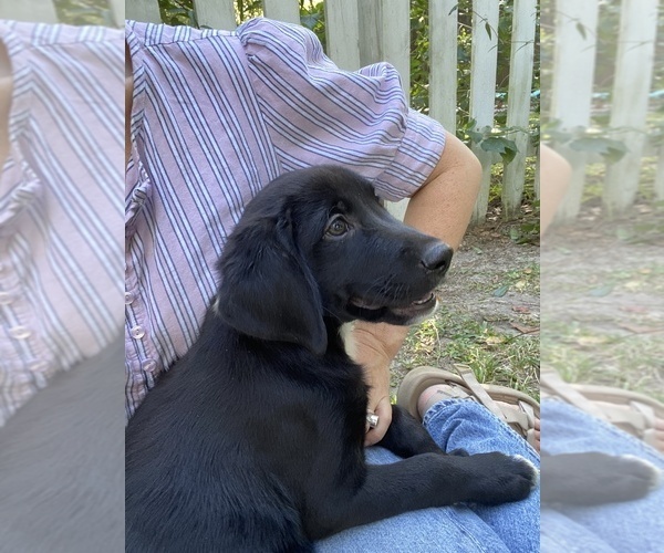 Medium Photo #3 Golden Labrador Puppy For Sale in MIDWAY, GA, USA