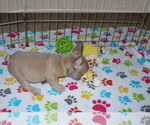 Small Photo #2 French Bulldog Puppy For Sale in ORO VALLEY, AZ, USA