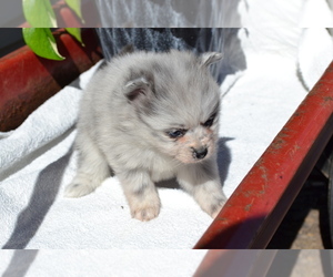 Medium Pomeranian