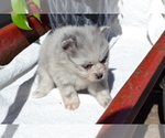 Puppy 2 Pomeranian