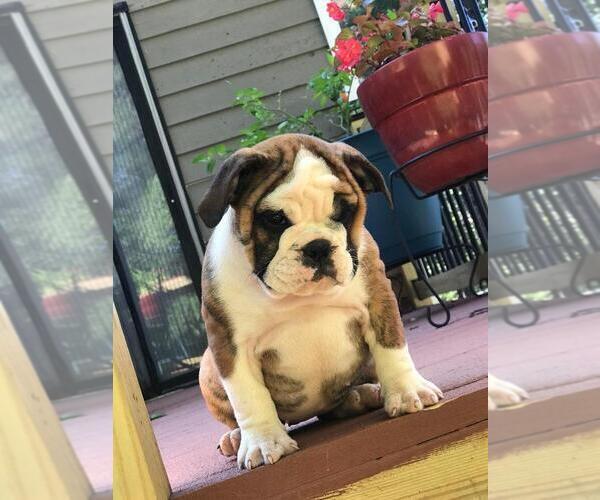 Medium Photo #3 English Bulldog Puppy For Sale in WOODSTOCK, GA, USA