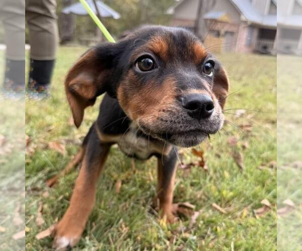 Medium Photo #4 Labrador Retriever-Unknown Mix Puppy For Sale in Yardley, PA, USA