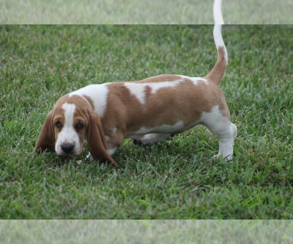 Medium Photo #6 Basset Hound Puppy For Sale in MEMPHIS, MO, USA