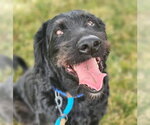 Small #3 Labradoodle