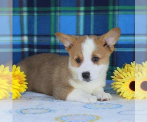 View Ad: Pembroke Welsh Corgi Puppy for Sale near In Netherlands