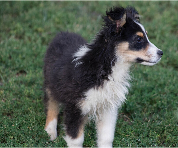 Medium Photo #3 Miniature Australian Shepherd Puppy For Sale in KEOTA, IA, USA