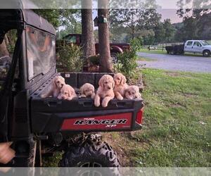 Goldendoodle Puppy for sale in NEBO, NC, USA