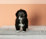 Small Photo #1 Miniature Bernedoodle-Poodle (Miniature) Mix Puppy For Sale in SHIPSHEWANA, IN, USA