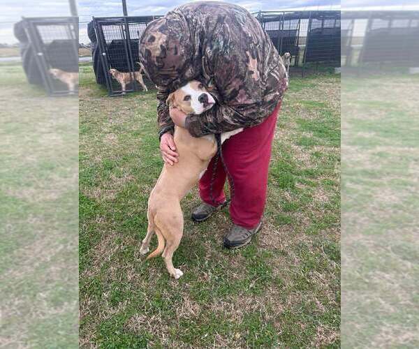 Medium Photo #4 Mutt Puppy For Sale in Abbeville, LA, USA