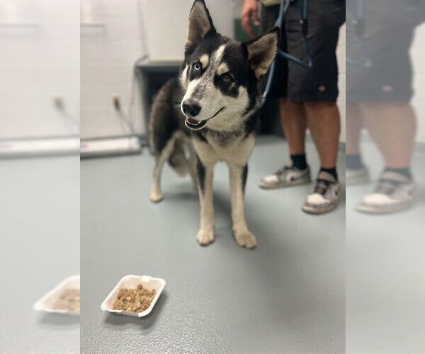 Medium Photo #1 Siberian Husky Puppy For Sale in St. Cloud, FL, USA