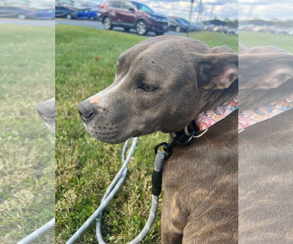 Medium Photo #3 American Pit Bull Terrier-Unknown Mix Puppy For Sale in Derwood, MD, USA