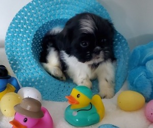 Shih Tzu Puppy for sale in PERHAM, MN, USA