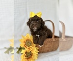 Puppy Alivia ShihPoo