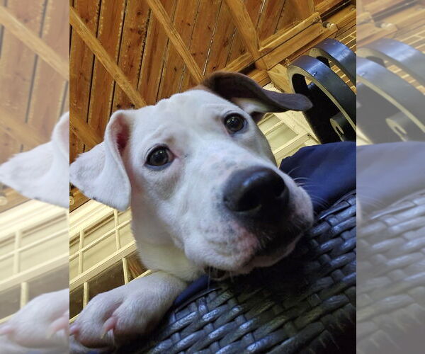 Medium Photo #5 Mutt Puppy For Sale in Raleigh, NC, USA