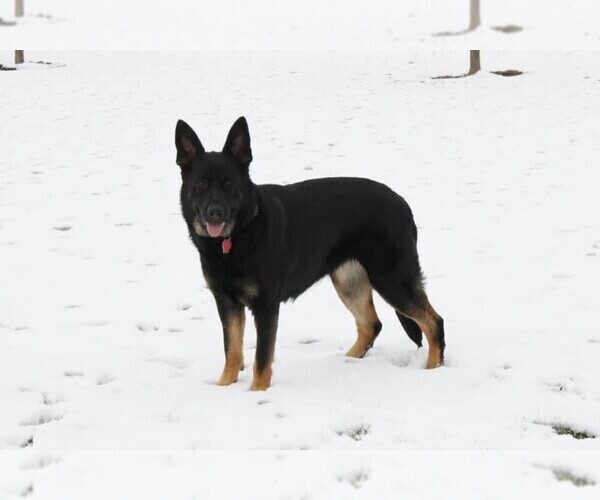 Medium Photo #1 German Shepherd Dog Puppy For Sale in CENTERBURG, OH, USA