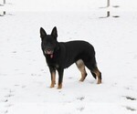 Small Photo #1 German Shepherd Dog Puppy For Sale in CENTERBURG, OH, USA