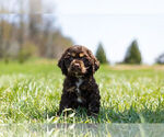 Small Photo #12 Cocker Spaniel Puppy For Sale in WARSAW, IN, USA