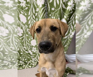 Labrador Retriever-Unknown Mix Dogs for adoption in Fairbanks, AK, USA