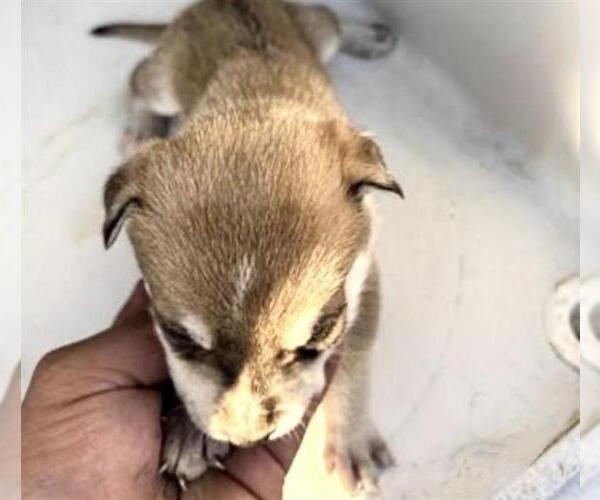 Medium Photo #2 Labsky Puppy For Sale in Houston, TX, USA