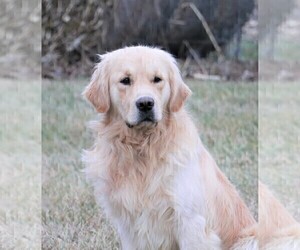 Father of the Golden Retriever puppies born on 03/03/2023