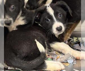 Shepradors Dogs for adoption in Houston, TX, USA