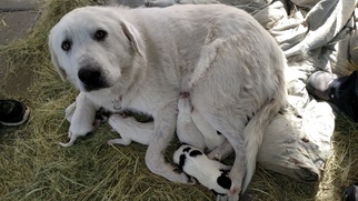 Mother of the Labrenees puppies born on 02/19/2017