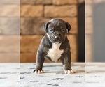 Small Photo #1 American Bully Puppy For Sale in ORANGEBURG, SC, USA