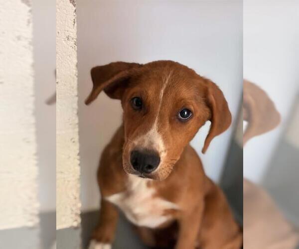 Medium Photo #1 Mutt Puppy For Sale in Visalia, CA, USA