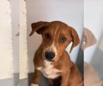 Small Mutt