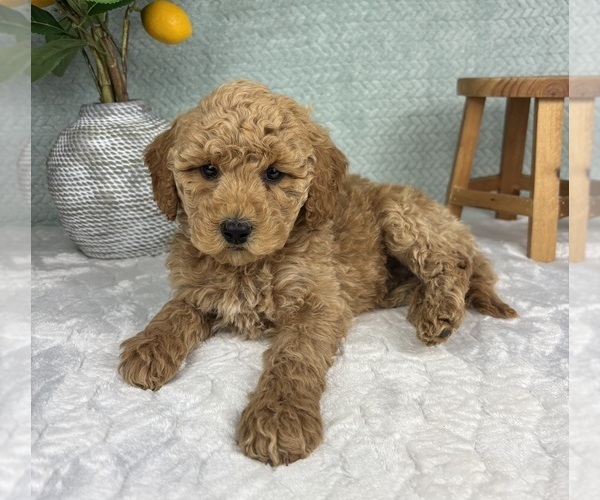 Medium Photo #5 Goldendoodle (Miniature) Puppy For Sale in FRANKLIN, IN, USA